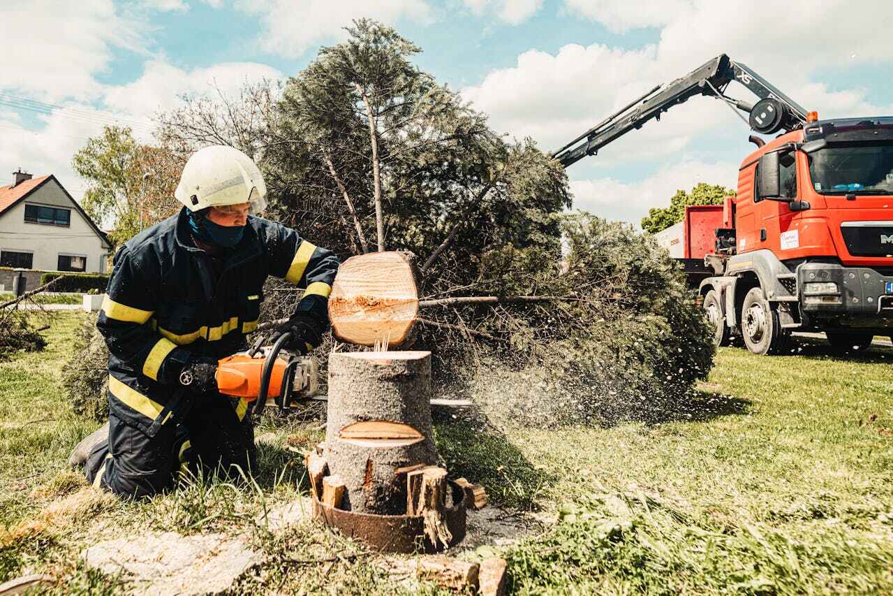 Tree Health Inspection in River Ridge, FL